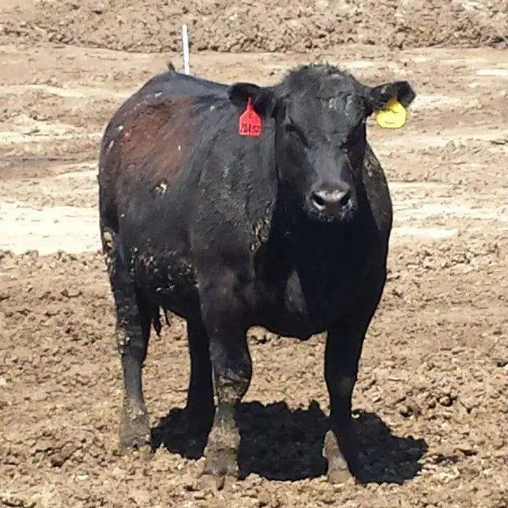 Picture of steer